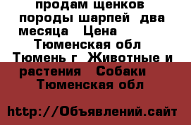 продам щенков  породы шарпей  два месяца › Цена ­ 3 000 - Тюменская обл., Тюмень г. Животные и растения » Собаки   . Тюменская обл.